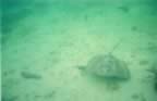 snorkeling2.jpg (6kb)