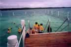 snorkeling3.jpg (15kb)