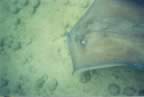 snorkeling4.jpg (8kb)