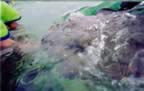 snorkeling5.jpg (13kb)