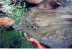 snorkeling6.jpg (18kb)