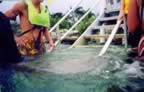 snorkeling9.jpg (19kb)