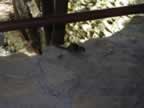 Chipmunk.jpg (15kb)